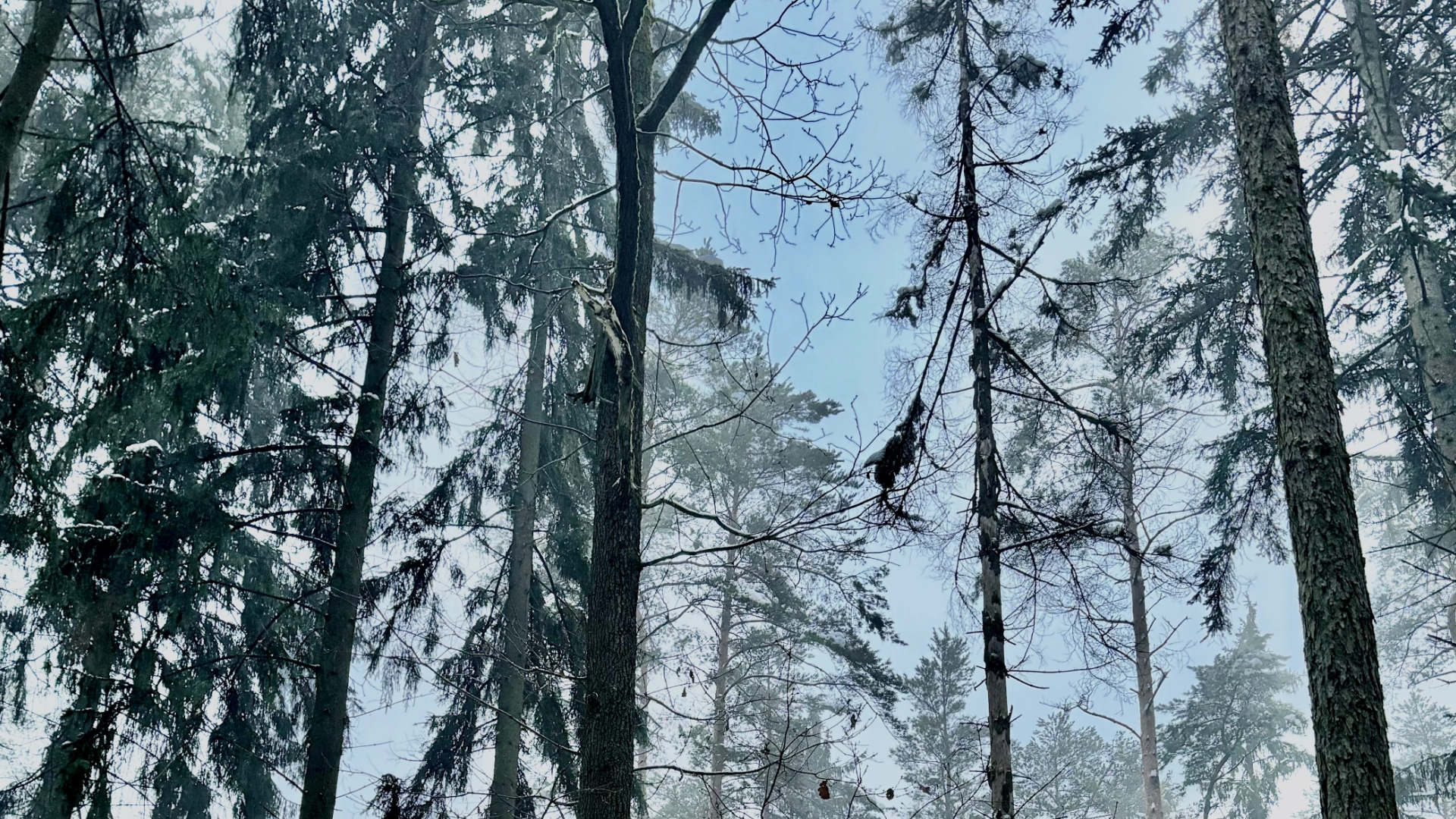 Garderobe aus Holz - Wald Garderobe aus Holz - Wald
